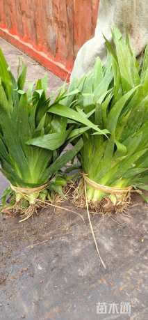 高度30厘米蓝花鸢尾