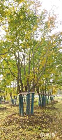 80公分丛生乌桕