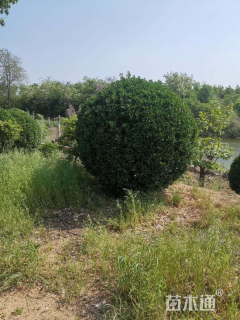 冠幅300厘米大叶黄杨球