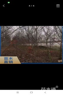 8公分美国红枫-秋火焰