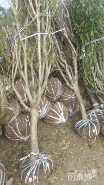 高度200厘米木槿