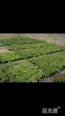 高度30厘米天竺葵