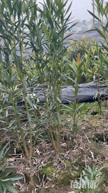 高度80厘米夹竹桃