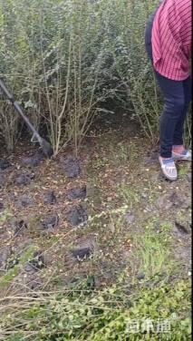 高度100厘米小叶女贞