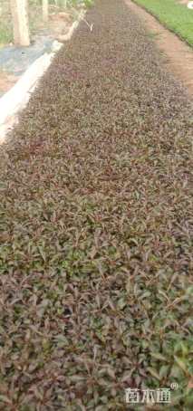 高度15厘米洋紫苏