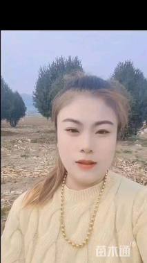 高度500厘米白皮松