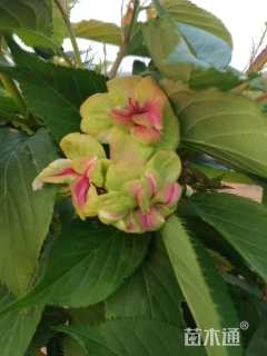 11公分御衣黄樱