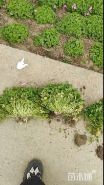 高度5厘米紫云英