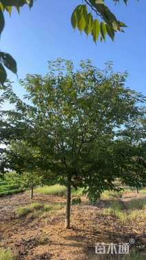 21公分普贤象樱花