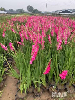 高度30厘米唐菖蒲