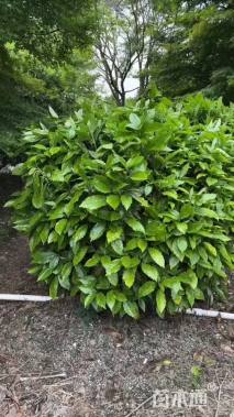 高度120厘米珊瑚球