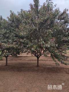 12公分红叶碧桃