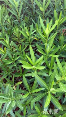 高度20厘米夹竹桃