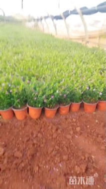 高度30厘米满天星