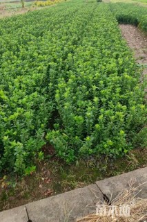 高度45厘米大叶黄杨