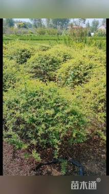 冠幅120厘米火棘球