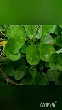 高度15厘米马蹄金