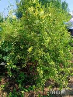 高度120厘米珍珠绣线菊