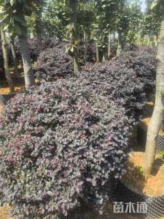 冠幅80厘米大叶黄杨球