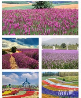 高度20厘米非洲凤仙