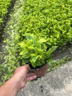 高度25厘米金叶假连翘