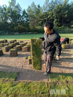 草卷状马尼拉草