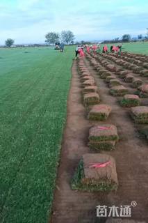 草卷状百慕大草