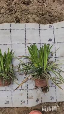 高度15厘米金边阔叶麦冬