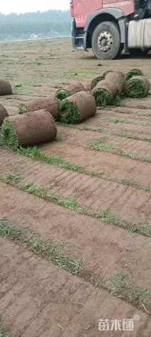 草卷状早熟禾草