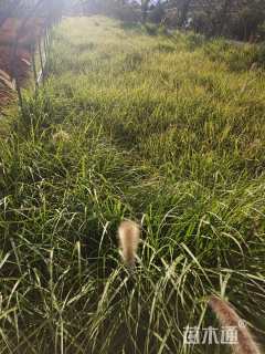 高度40厘米羽绒狼尾草