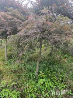 高度100厘米羽毛枫