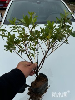 高度35厘米毛鹃