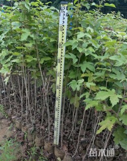 高度30厘米枫香小苗