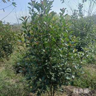 0.1公分红叶石楠