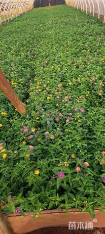 冠幅15厘米五色梅