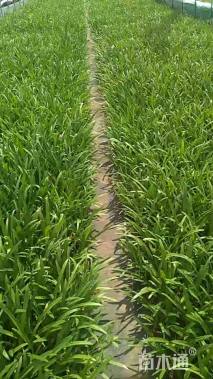 高度30厘米百子莲