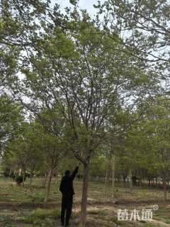 15公分高杆紫薇