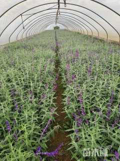 高度20厘米墨西哥鼠尾草