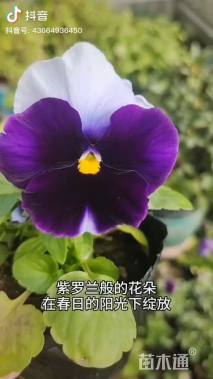 高度30厘米三色堇