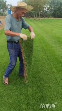 草卷状百慕大草