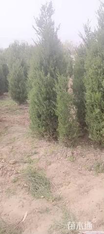 高度180厘米塔柏