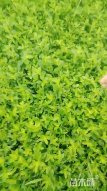 高度30厘米马鞍藤