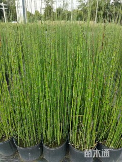 高度85厘米木贼