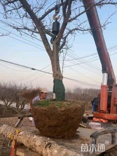 高度500厘米石榴