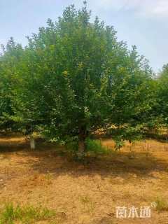 18公分绚丽海棠