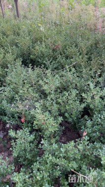 高度30厘米瓜子黄杨