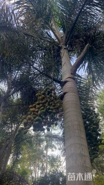 裸干高400厘米狐尾椰