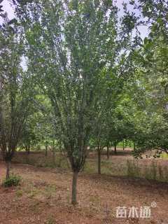 12公分西府海棠