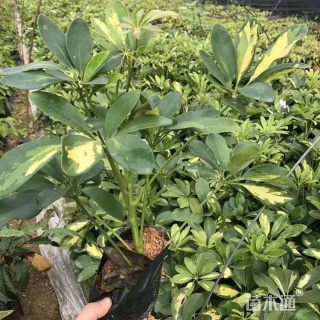 高度25厘米澳洲鸭脚木