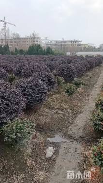 冠幅150厘米红花继木球